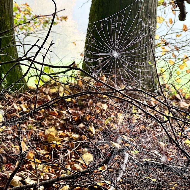 Fluttering directions towards diversity 25