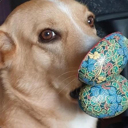 Zoomies