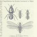 An Insect that Shuns the Light