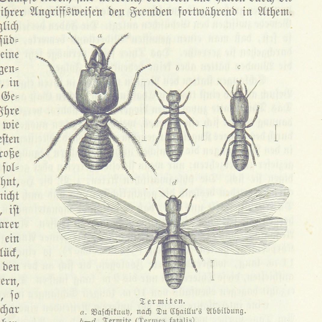 An Insect that Shuns the Light