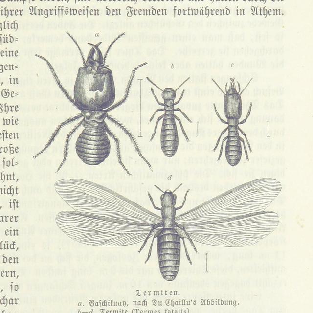 An Insect that Shuns the Light