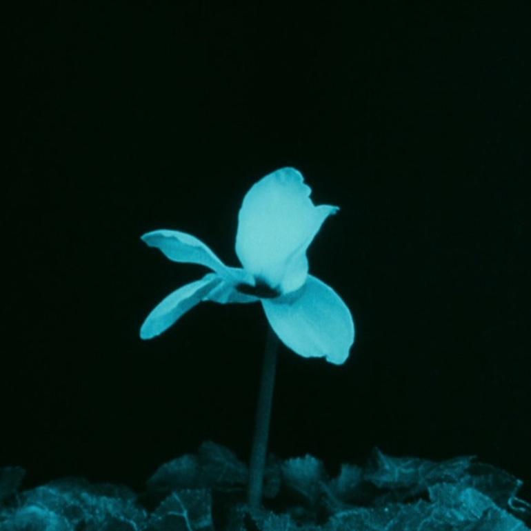 Blooms